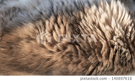Beige Brown Cat Fur Texture Background Beige Brown Cat Fur Texture Background 140897618
