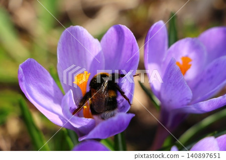 Bumblebee Collecting Pollen from Purple Crocus Flower 140897651