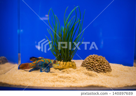 Colorful fish in a tank Colorful fish in a tank 140897689