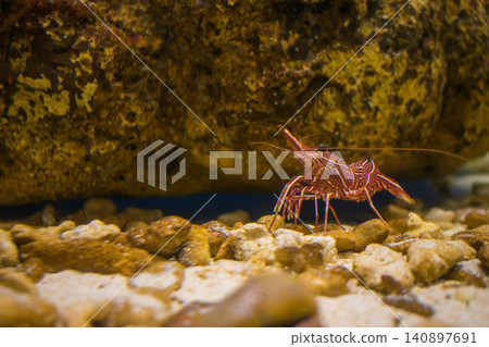Beautiful shrimp hiding among the rocks Beautiful shrimp hiding among the rocks 140897691