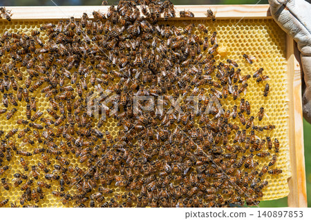 Beekeeper holding a wooden frame covered with honey bees and honeycomb in a sunny apiary farm Beekeeper holding a wooden frame covered with honey bees and honeycomb in a sunny apiary farm 140897853