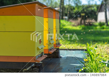 Bright Yellow Beehives in a Sunny Garden with Honey Bees Flying Around the Entrance Holes Bright Yellow Beehives in a Sunny Garden with Honey Bees Flying Around the Entrance Holes 140897864
