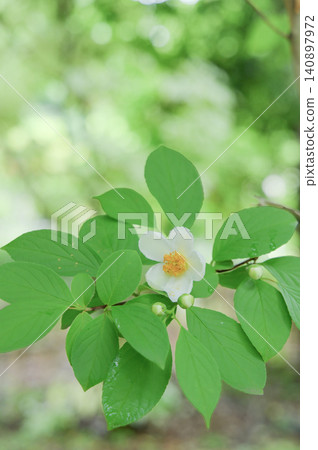 White summer camellia flowers blooming amidst the fresh green leaves, and soft sunlight filtering through the trees. White summer camellia flowers blooming amidst the fresh green leaves, and soft sunlight filtering through the trees. 140897972