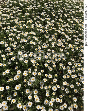 Dense Field of White Daisies with Yellow Centers in Full Bloom, High Angle View Dense Field of White Daisies with Yellow Centers in Full Bloom, High Angle View 140897976