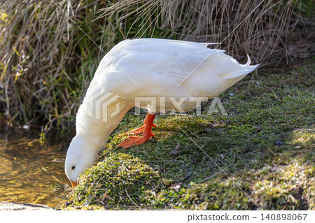 A white Aylesbury Duck foraging for food in a lake in the Blue Mountains 140898067