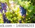 Close-up of purple grapes hanging on a vine in sunlight 140898203