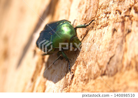 Green Metallic Beetle On Tree Bark Macro Close-Up Showing Iridescent Scarab Exoskeleton 140898510
