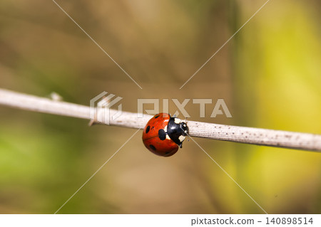 Close-up of a ladybug with black spots resting on a thin dry twig in nature Close-up of a ladybug with black spots resting on a thin dry twig in nature 140898514
