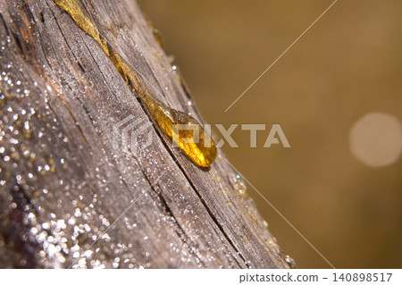 Close-up macro shot of amber tree sap dripping from weathered wood surface 140898517