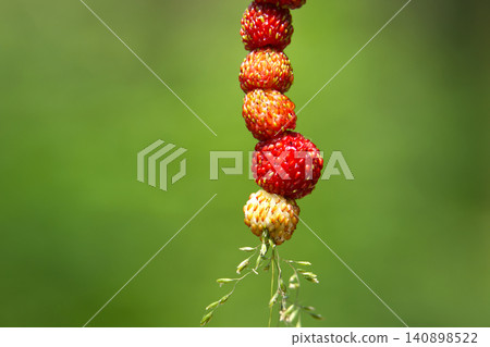 Wild Strawberries Hanging On A Delicate Stem Against Soft Green Background, Close Up Macro Photo 140898522