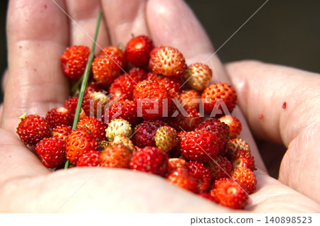 Hand Holding Fresh Wild Strawberries From Woodland Patch Closeup Summer Fruit Snack Hand Holding Fresh Wild Strawberries From Woodland Patch Closeup Summer Fruit Snack 140898523
