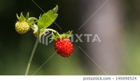 Ripe red wild strawberry hanging from a green stem with unripe berries nearby Ripe red wild strawberry hanging from a green stem with unripe berries nearby 140898524