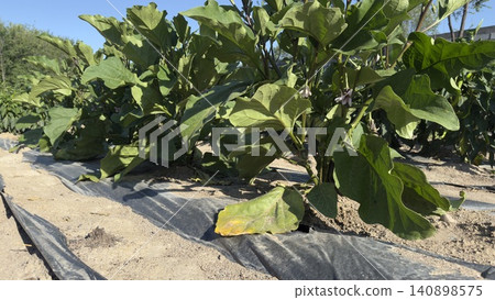 Young Eggplant Plant with Flowers in Sunny Vegetable Garden 140898575