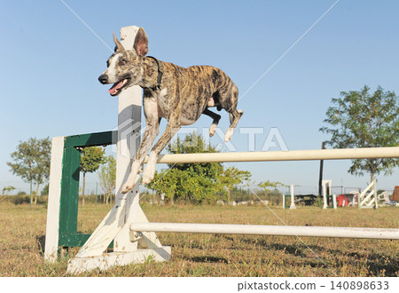 whippet jumping in agility whippet jumping in agility 140898633