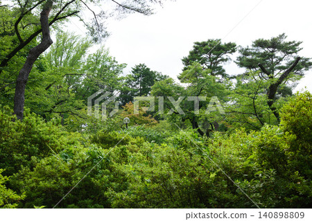 The trees in the park are lush and green. The trees in the park are lush and green. 140898809