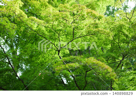 公園裡的樹木枝繁葉茂,一片翠綠。 公園裡的樹木枝繁葉茂,一片翠綠。 140898829