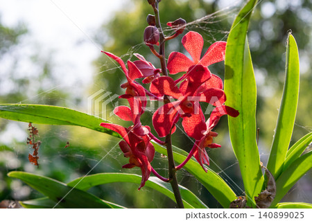 Vibrant red orchid flowers blooming green leaves natural sunlight creating an elegant tropical floral background for nature garden botanical decorative themes Vibrant red orchid flowers blooming green leaves natural sunlight creating an elegant tropical floral background for nature garden botanical decorative themes 140899025