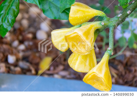 Bright yellow bell shaped flowers blooming thorny plant green leaves natural sunlight ideal for botanical gardening tropical nature floral themes Bright yellow bell shaped flowers blooming thorny plant green leaves natural sunlight ideal for botanical gardening tropical nature floral themes 140899030