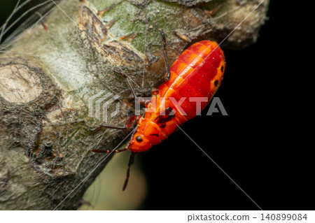 Close up macro of bright red shield bug tree branch showing detailed body texture vivid colors natural insect habitat dark background Close up macro of bright red shield bug tree branch showing detailed body texture vivid colors natural insect habitat dark background 140899084