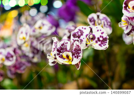 Elegant purple white orchid flowers blooming soft bokeh background creating vibrant tropical floral display perfect for garden decoration botanical beauty nature Elegant purple white orchid flowers blooming soft bokeh background creating vibrant tropical floral display perfect for garden decoration botanical beauty nature 140899087