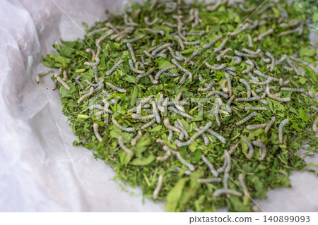 Silkworm larvae feeding fresh mulberry leaves during sericulture farming close up showing natural growth cultivation sustainable silk production insect lifecycle Silkworm larvae feeding fresh mulberry leaves during sericulture farming close up showing natural growth cultivation sustainable silk production insect lifecycle 140899093