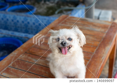 Happy small white dog sitting wooden table smiling face playful expression shallow depth of field pet companion enjoying outdoor daylight atmosphere Happy small white dog sitting wooden table smiling face playful expression shallow depth of field pet companion enjoying outdoor daylight atmosphere 140899097