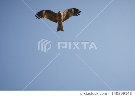 Birds soaring in the blue sky Birds soaring in the blue sky 140899148