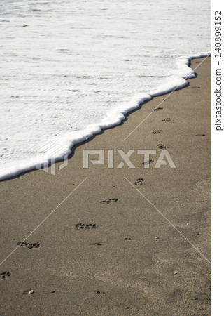 Dog footprints leading to the waterline 140899152