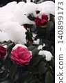 Red camellia flowers covered in snow 140899173