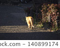The back view of a tabby cat walking in the setting sun. 140899174