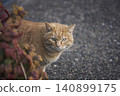 A tabby cat glaring at me 140899175