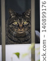 A tabby cat stares at me from behind the fence. 140899176