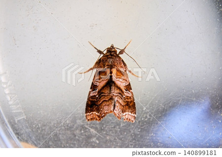Ayanamitsumakiriyotou (a type of moth) Ayanamitsumakiriyotou (a type of moth) 140899181
