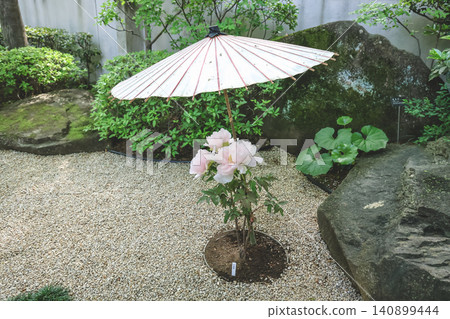 April 25 2026 Pink Peony Flower Sheltered By Traditional Garden Umbrella April 25 2026 Pink Peony Flower Sheltered By Traditional Garden Umbrella 140899444