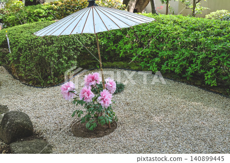 April 25 2026 Pink Peony Flower Sheltered By Traditional Garden Umbrella April 25 2026 Pink Peony Flower Sheltered By Traditional Garden Umbrella 140899445