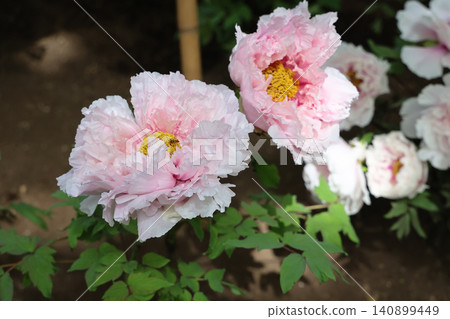 April 25 2026 Soft Pink Peony Blossom With Pollinating Insect 140899449