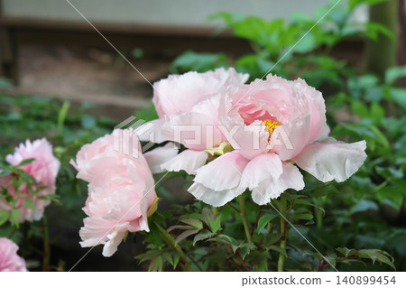 April 25 2026 Soft Pink Peony Blossom With Pollinating Insect April 25 2026 Soft Pink Peony Blossom With Pollinating Insect 140899454