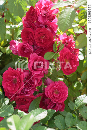 Beautiful pink roses bush in full bloom Beautiful pink roses bush in full bloom 140899473