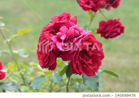 Vibrant red rose blooming on a bush in the garden 140899476