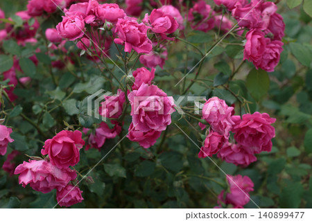 Beautiful pink roses bush in full bloom Beautiful pink roses bush in full bloom 140899477