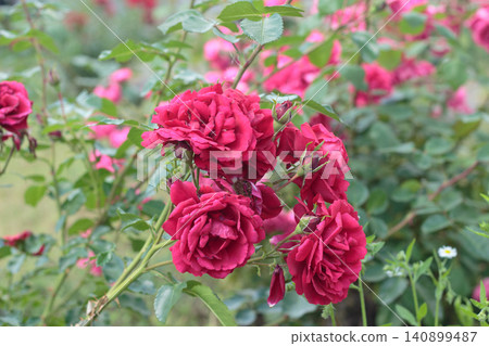 Beautiful pink roses bush in full bloom Beautiful pink roses bush in full bloom 140899487