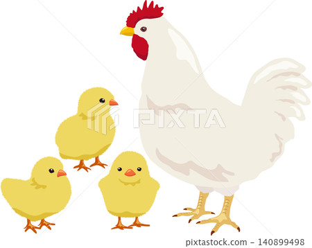 A chicken and three chicks A chicken and three chicks 140899498