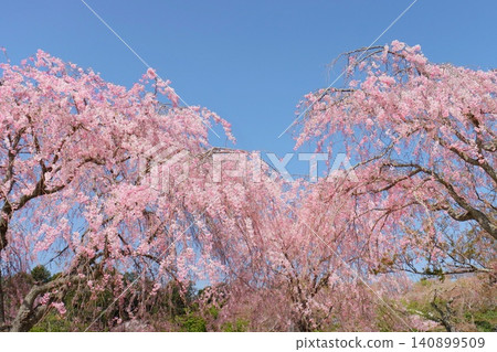Weeping cherry blossoms, double-flowered red weeping cherry blossoms, against a blue sky background. Weeping cherry blossoms, double-flowered red weeping cherry blossoms, against a blue sky background. 140899509