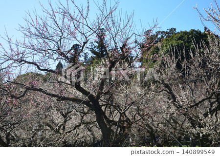 水戶梅花節,2026年3月12日,第53期 水戶梅花節,2026年3月12日,第53期 140899549