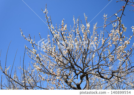 Mito Plum Blossom Festival, March 12, 2026, #58 Mito Plum Blossom Festival, March 12, 2026, #58 140899554