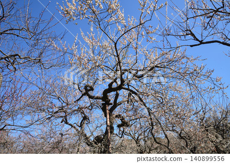 Mito Plum Blossom Festival, March 12, 2026, #60 Mito Plum Blossom Festival, March 12, 2026, #60 140899556