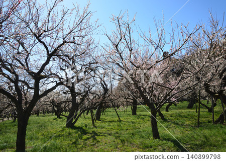 Mito Plum Blossom Festival 2026-03-12 #61 Mito Plum Blossom Festival 2026-03-12 #61 140899798