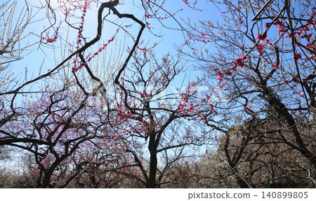 Mito Plum Blossom Festival, March 12, 2026, #68 Mito Plum Blossom Festival, March 12, 2026, #68 140899805