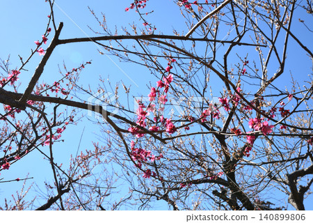 Mito Plum Blossom Festival 2026-03-12 #69 Mito Plum Blossom Festival 2026-03-12 #69 140899806