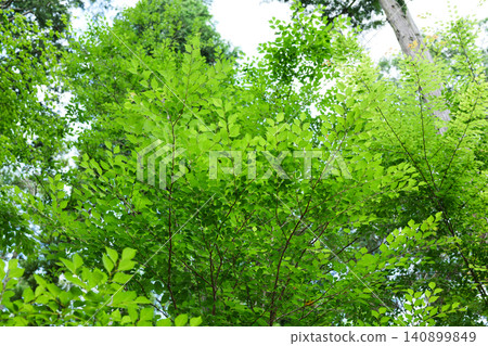 The trees in the park are lush and green. The trees in the park are lush and green. 140899849